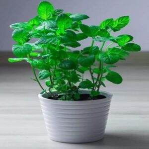 Natural Plants